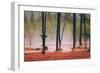 Geo Thermal Trees, Yellowstone National Park-null-Framed Photographic Print