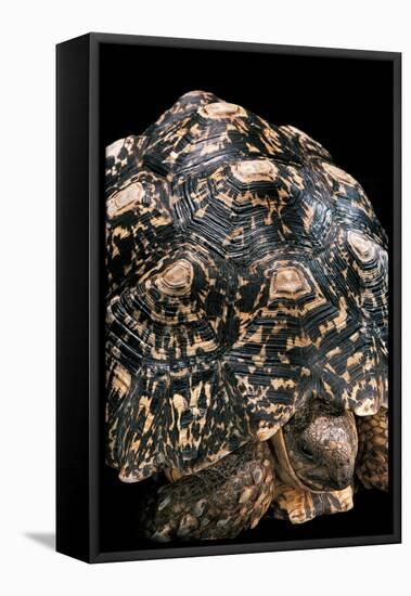 Geochelone Pardalis (Leopard Tortoise)-Paul Starosta-Framed Stretched Canvas