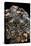 Geochelone Pardalis (Leopard Tortoise)-Paul Starosta-Stretched Canvas