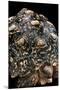 Geochelone Pardalis (Leopard Tortoise)-Paul Starosta-Mounted Premium Photographic Print