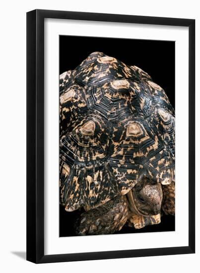 Geochelone Pardalis (Leopard Tortoise)-Paul Starosta-Framed Photographic Print