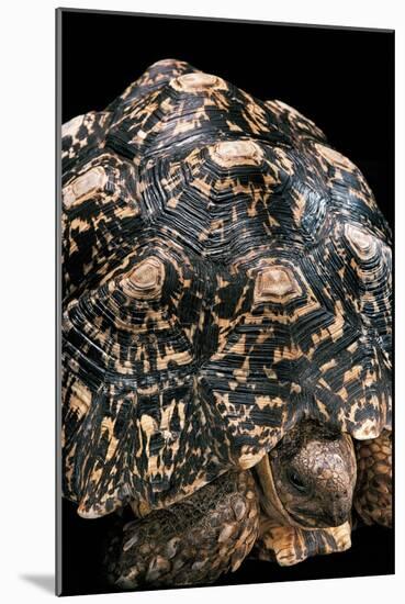 Geochelone Pardalis (Leopard Tortoise)-Paul Starosta-Mounted Photographic Print