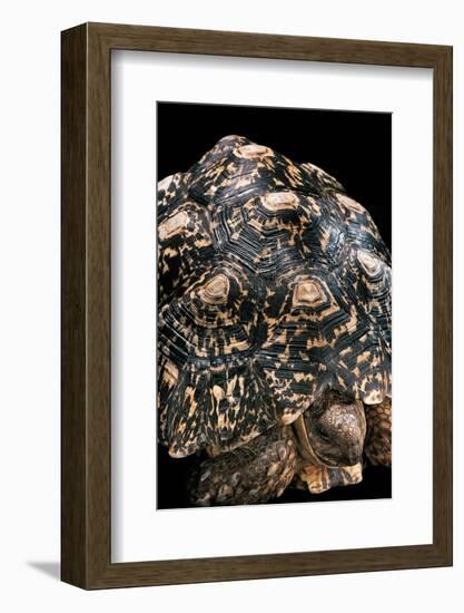 Geochelone Pardalis (Leopard Tortoise)-Paul Starosta-Framed Photographic Print