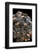 Geochelone Pardalis (Leopard Tortoise)-Paul Starosta-Framed Photographic Print