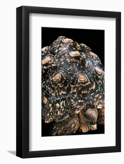 Geochelone Pardalis (Leopard Tortoise)-Paul Starosta-Framed Photographic Print