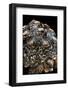 Geochelone Pardalis (Leopard Tortoise)-Paul Starosta-Framed Photographic Print