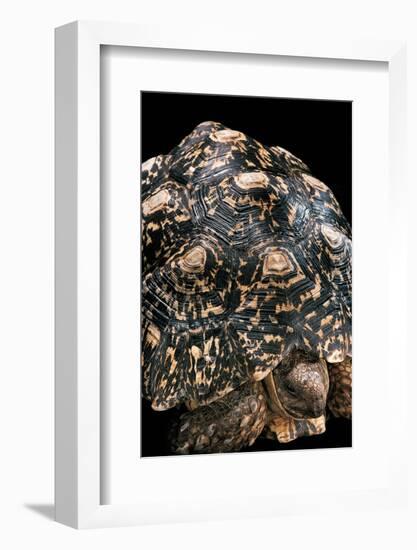 Geochelone Pardalis (Leopard Tortoise)-Paul Starosta-Framed Photographic Print