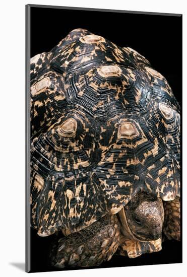 Geochelone Pardalis (Leopard Tortoise)-Paul Starosta-Mounted Photographic Print