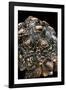 Geochelone Pardalis (Leopard Tortoise)-Paul Starosta-Framed Photographic Print