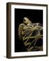 Geochelone Platynota (Burmese Star Tortoise)-Paul Starosta-Framed Photographic Print