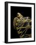 Geochelone Platynota (Burmese Star Tortoise)-Paul Starosta-Framed Photographic Print