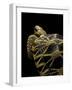 Geochelone Platynota (Burmese Star Tortoise)-Paul Starosta-Framed Photographic Print
