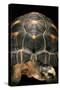 Geochelone Radiata (Radiated Tortoise)-Paul Starosta-Stretched Canvas