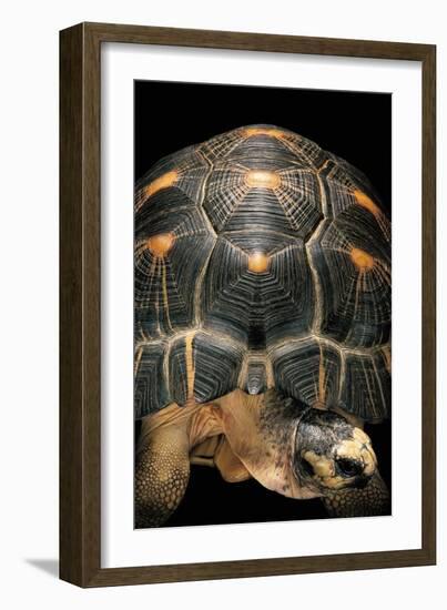 Geochelone Radiata (Radiated Tortoise)-Paul Starosta-Framed Photographic Print