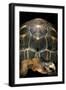 Geochelone Radiata (Radiated Tortoise)-Paul Starosta-Framed Photographic Print