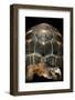 Geochelone Radiata (Radiated Tortoise)-Paul Starosta-Framed Photographic Print