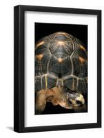 Geochelone Radiata (Radiated Tortoise)-Paul Starosta-Framed Photographic Print