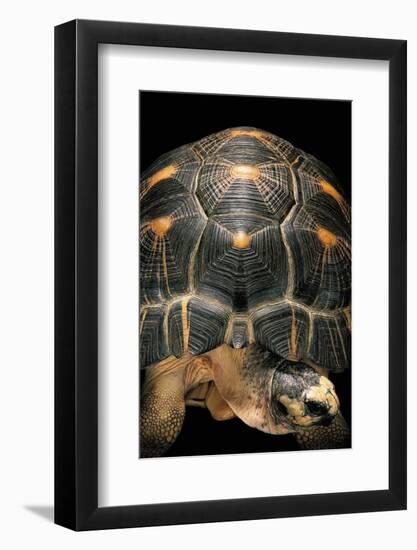 Geochelone Radiata (Radiated Tortoise)-Paul Starosta-Framed Photographic Print