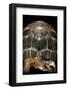 Geochelone Radiata (Radiated Tortoise)-Paul Starosta-Framed Photographic Print