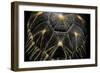 Geochelone Radiata (Radiated Tortoise)-Paul Starosta-Framed Photographic Print