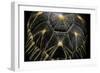 Geochelone Radiata (Radiated Tortoise)-Paul Starosta-Framed Photographic Print