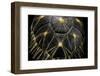 Geochelone Radiata (Radiated Tortoise)-Paul Starosta-Framed Photographic Print