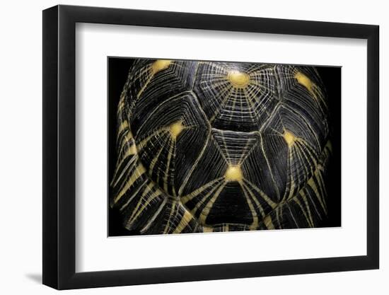 Geochelone Radiata (Radiated Tortoise)-Paul Starosta-Framed Photographic Print