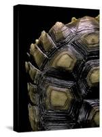 Geochelone Sulcata (African Spurred Tortoise)-Paul Starosta-Stretched Canvas