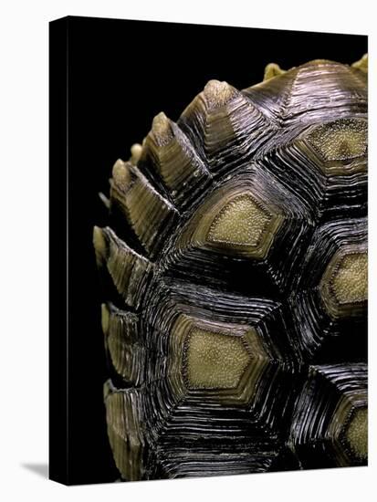 Geochelone Sulcata (African Spurred Tortoise)-Paul Starosta-Stretched Canvas