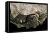 Geochelone Sulcata (African Spurred Tortoise)-Paul Starosta-Framed Stretched Canvas