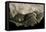 Geochelone Sulcata (African Spurred Tortoise)-Paul Starosta-Framed Stretched Canvas