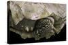 Geochelone Sulcata (African Spurred Tortoise)-Paul Starosta-Stretched Canvas