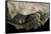 Geochelone Sulcata (African Spurred Tortoise)-Paul Starosta-Framed Stretched Canvas