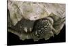 Geochelone Sulcata (African Spurred Tortoise)-Paul Starosta-Stretched Canvas