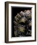 Geochelone Sulcata (African Spurred Tortoise)-Paul Starosta-Framed Premium Photographic Print