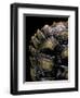 Geochelone Sulcata (African Spurred Tortoise)-Paul Starosta-Framed Premium Photographic Print