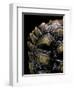 Geochelone Sulcata (African Spurred Tortoise)-Paul Starosta-Framed Premium Photographic Print