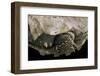 Geochelone Sulcata (African Spurred Tortoise)-Paul Starosta-Framed Photographic Print