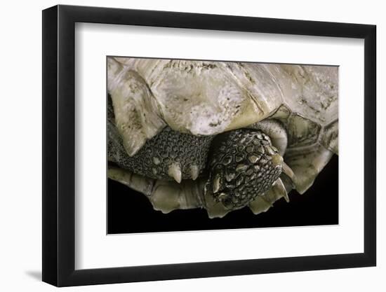 Geochelone Sulcata (African Spurred Tortoise)-Paul Starosta-Framed Photographic Print