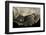 Geochelone Sulcata (African Spurred Tortoise)-Paul Starosta-Framed Photographic Print