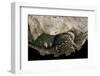 Geochelone Sulcata (African Spurred Tortoise)-Paul Starosta-Framed Photographic Print