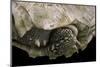 Geochelone Sulcata (African Spurred Tortoise)-Paul Starosta-Mounted Photographic Print