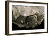 Geochelone Sulcata (African Spurred Tortoise)-Paul Starosta-Framed Photographic Print