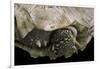 Geochelone Sulcata (African Spurred Tortoise)-Paul Starosta-Framed Photographic Print