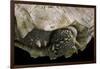 Geochelone Sulcata (African Spurred Tortoise)-Paul Starosta-Framed Photographic Print