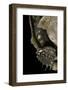 Geochelone Sulcata (African Spurred Tortoise)-Paul Starosta-Framed Photographic Print