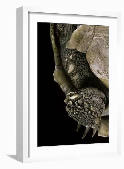 Geochelone Sulcata (African Spurred Tortoise)-Paul Starosta-Framed Photographic Print