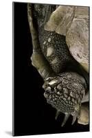 Geochelone Sulcata (African Spurred Tortoise)-Paul Starosta-Mounted Photographic Print