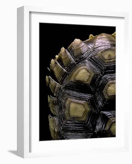 Geochelone Sulcata (African Spurred Tortoise)-Paul Starosta-Framed Photographic Print