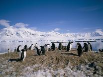 Gentoo Penguins on Wiencke Island, with Anvers Island in Distance, Antarctic Peninsula, Antarctica-Geoff Renner-Photographic Print